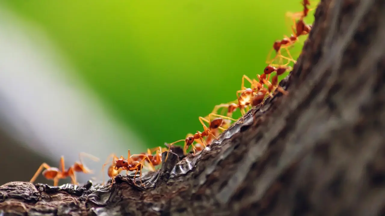 ants busy working on a tree